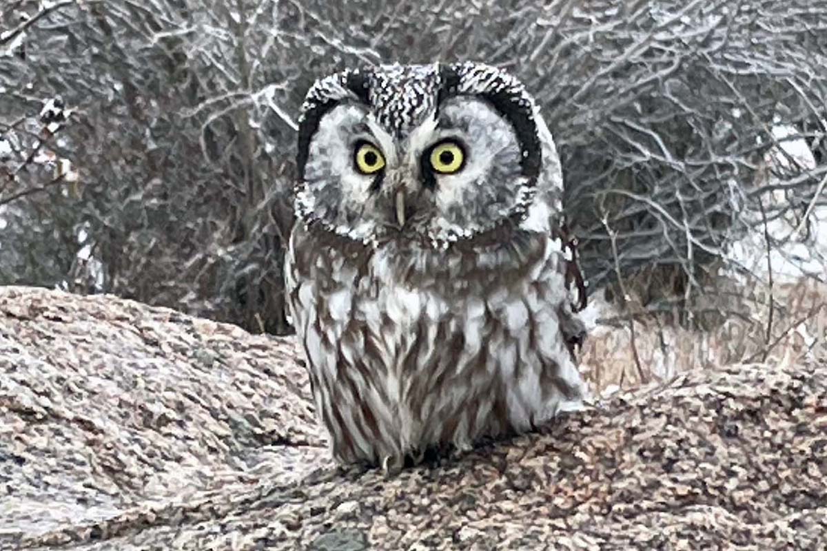 Boreal Owl