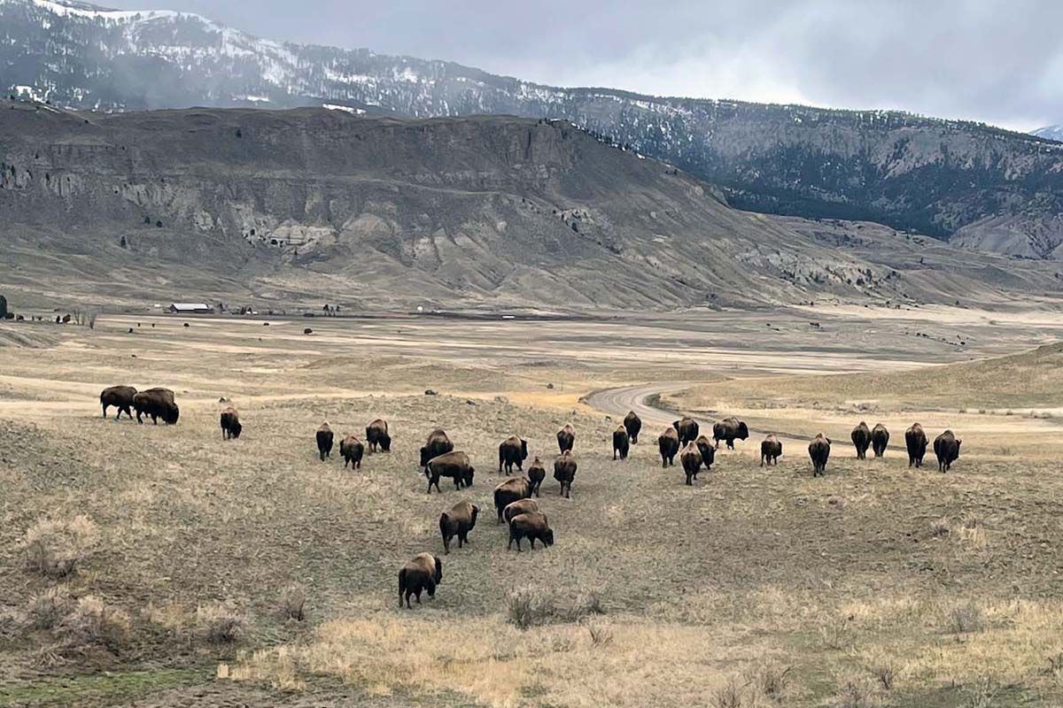 The last wild bison