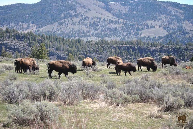 bfc facing the storm blog march 2023 Thriving Prairie
