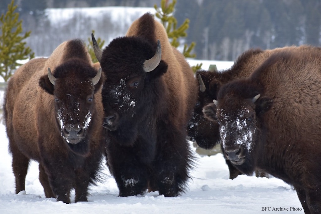 2021 12 27 01 001 Buffalo snow