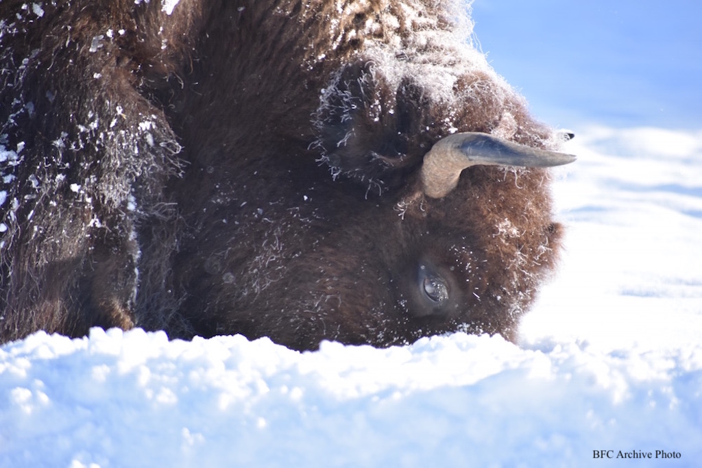 2021 12 27 01 002 Cratering buffalo