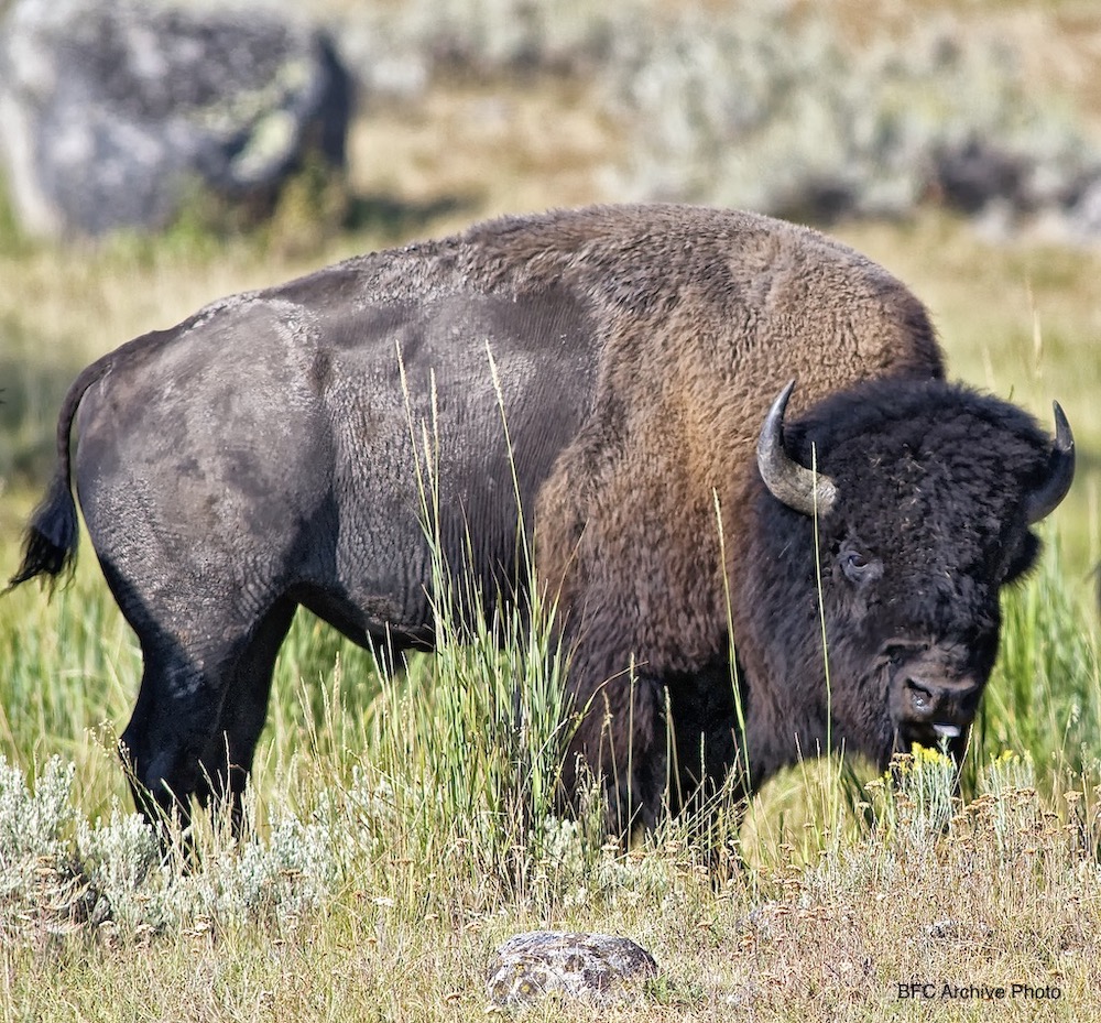 Photo by Larry J. Temple. Submitted for 2013 calendar. Larry J. TempleP.O. Box 1154Emigrant, MT 59027406-223-6654ljtemple1@yahoo.com