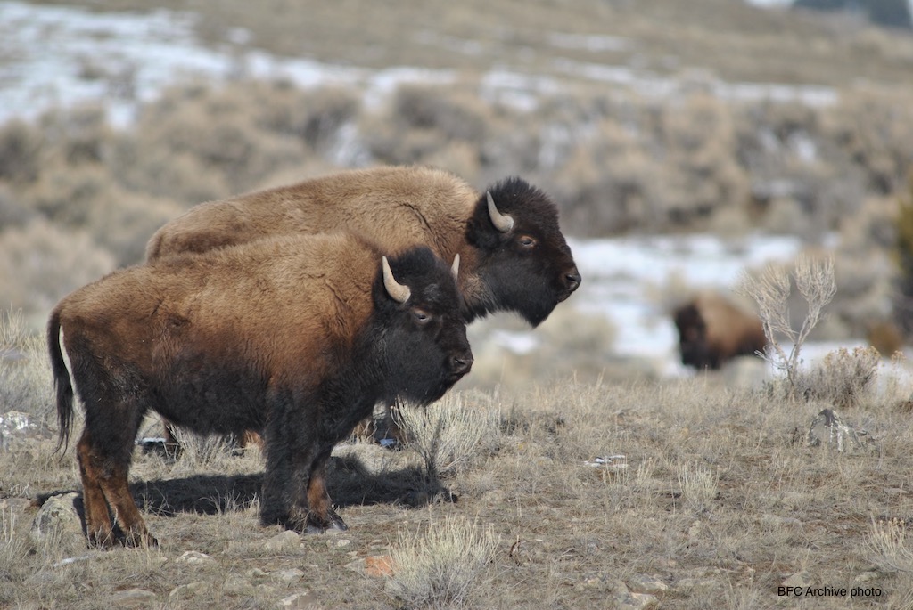 Stephany Seay photo. Gardiner, MT.