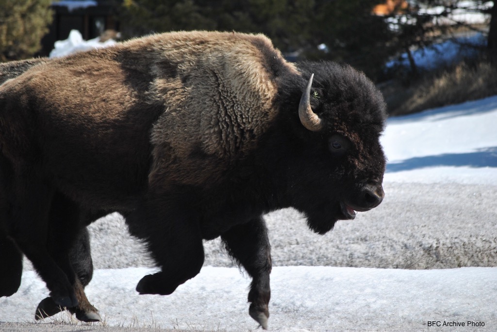 2021 11 16 01 002 cow running happy