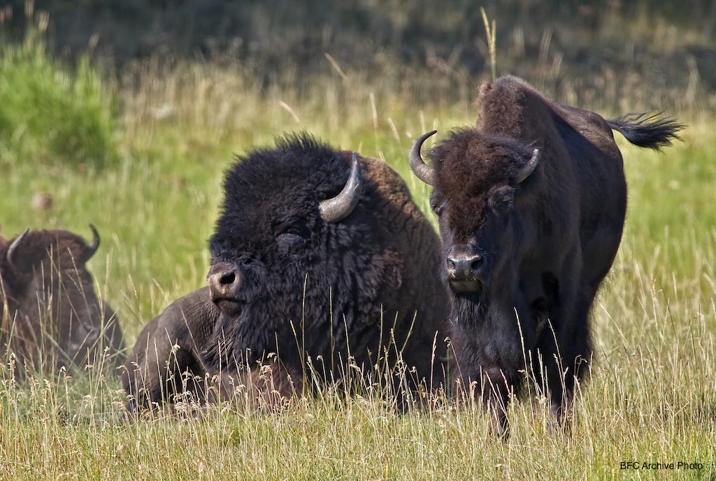 Photo by Larry J. Temple. Submitted for 2013 calendar. Larry J. TempleP.O. Box 1154Emigrant, MT 59027406-223-6654ljtemple1@yahoo.com