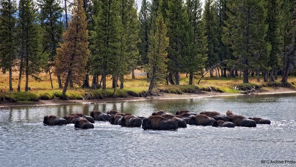 Photo by Don MacCarter. Friend of Jim Bailey's. Full use permission granted. heanyjw@wispwest.net