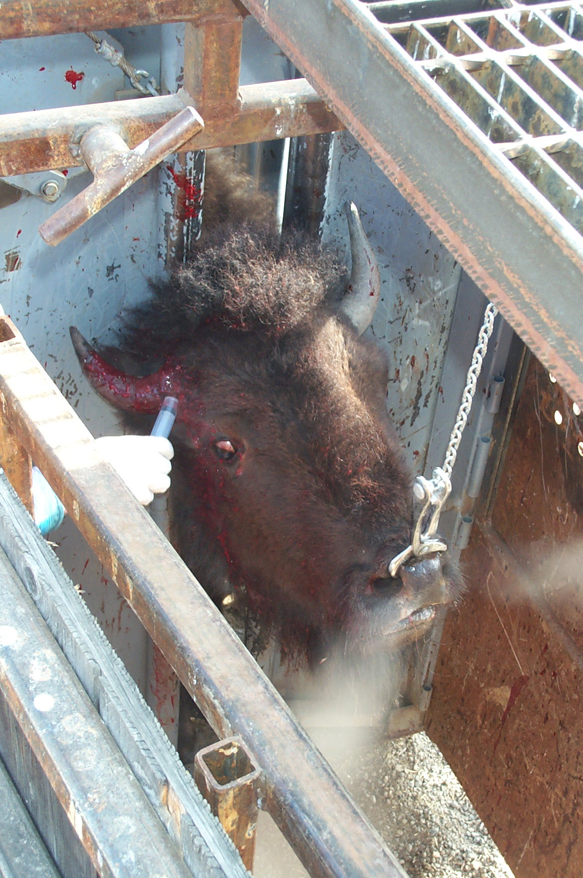 Yellowstone Stephen Creek Trap