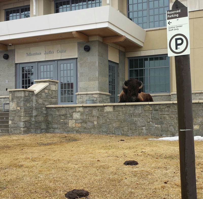 2018 03 12 01 001 Yellowstone National Park Justice Center Buffalo Dorothy Wilson 2014 800