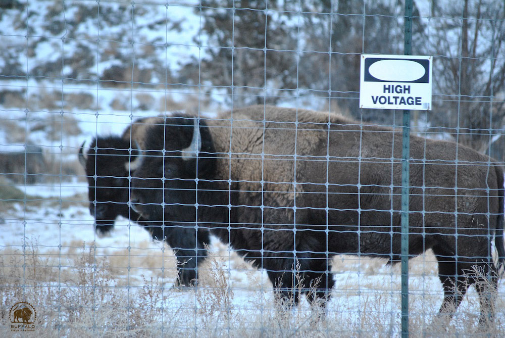 2019 07 09 bison gona con press release