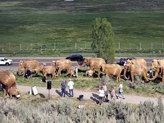 Great Elephant Migration Event All the Elephants May 2025