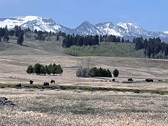 2025 05 15 Buffalo on Horse Butte 1000x1333